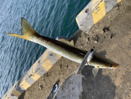 ギガカマス狙いで！